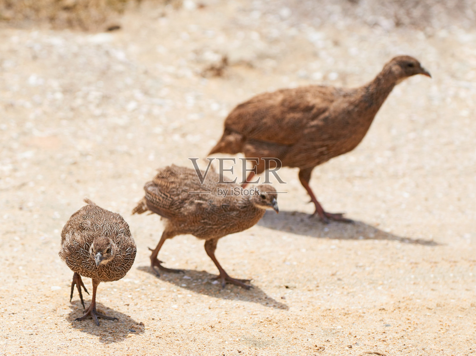 三只棕色的小鸟在温暖的阳光下走在沙地上照片摄影图片