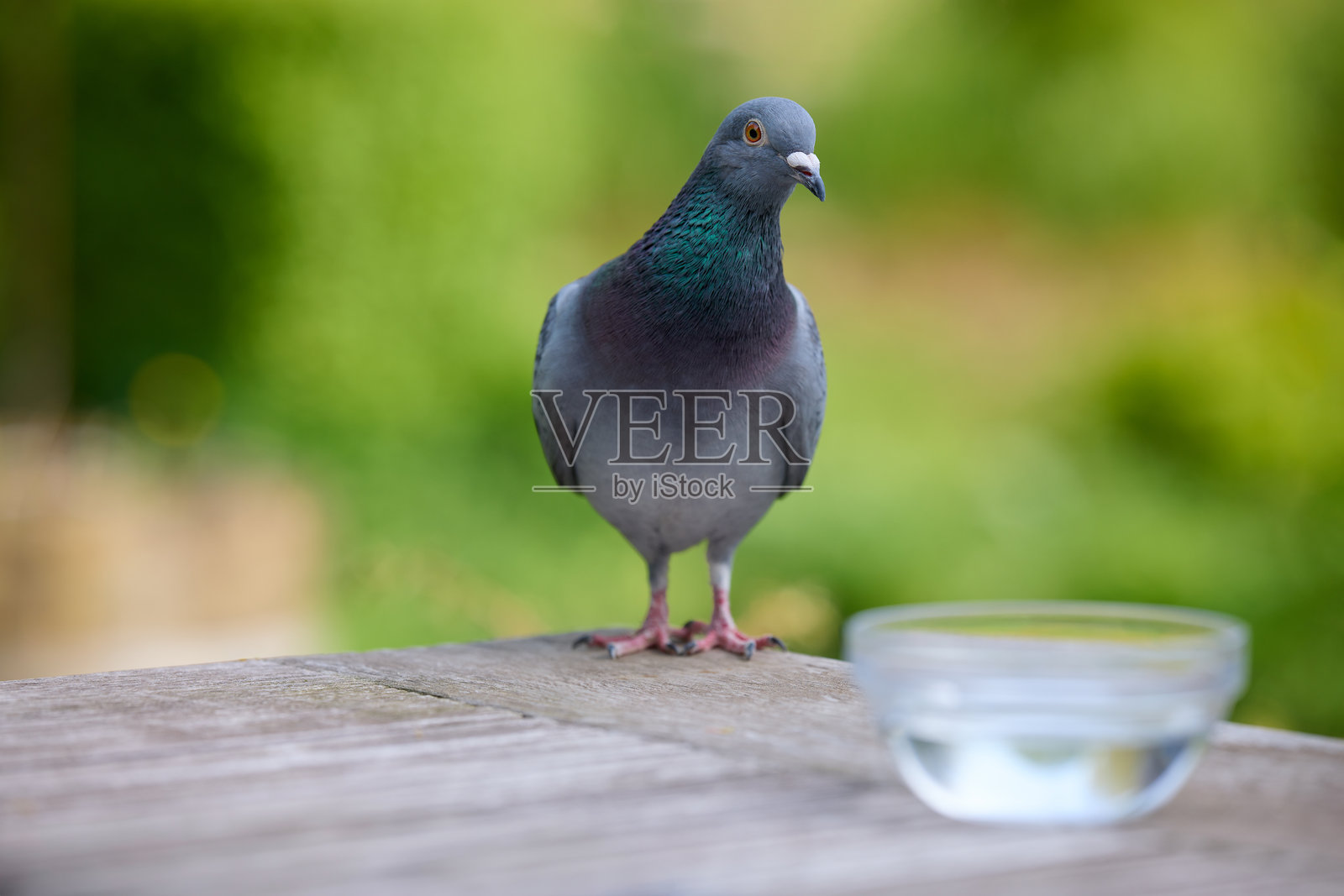 一只美丽的灰鸽,颈部羽毛鲜艳,站在木质表面上,观察着周围的环境。旁边在一个柔焦的绿色花园里放着一碗水。照片摄影图片