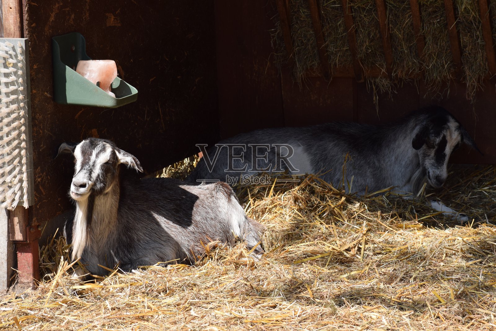 两头灰白相间的奶牛在草料床上休息照片摄影图片