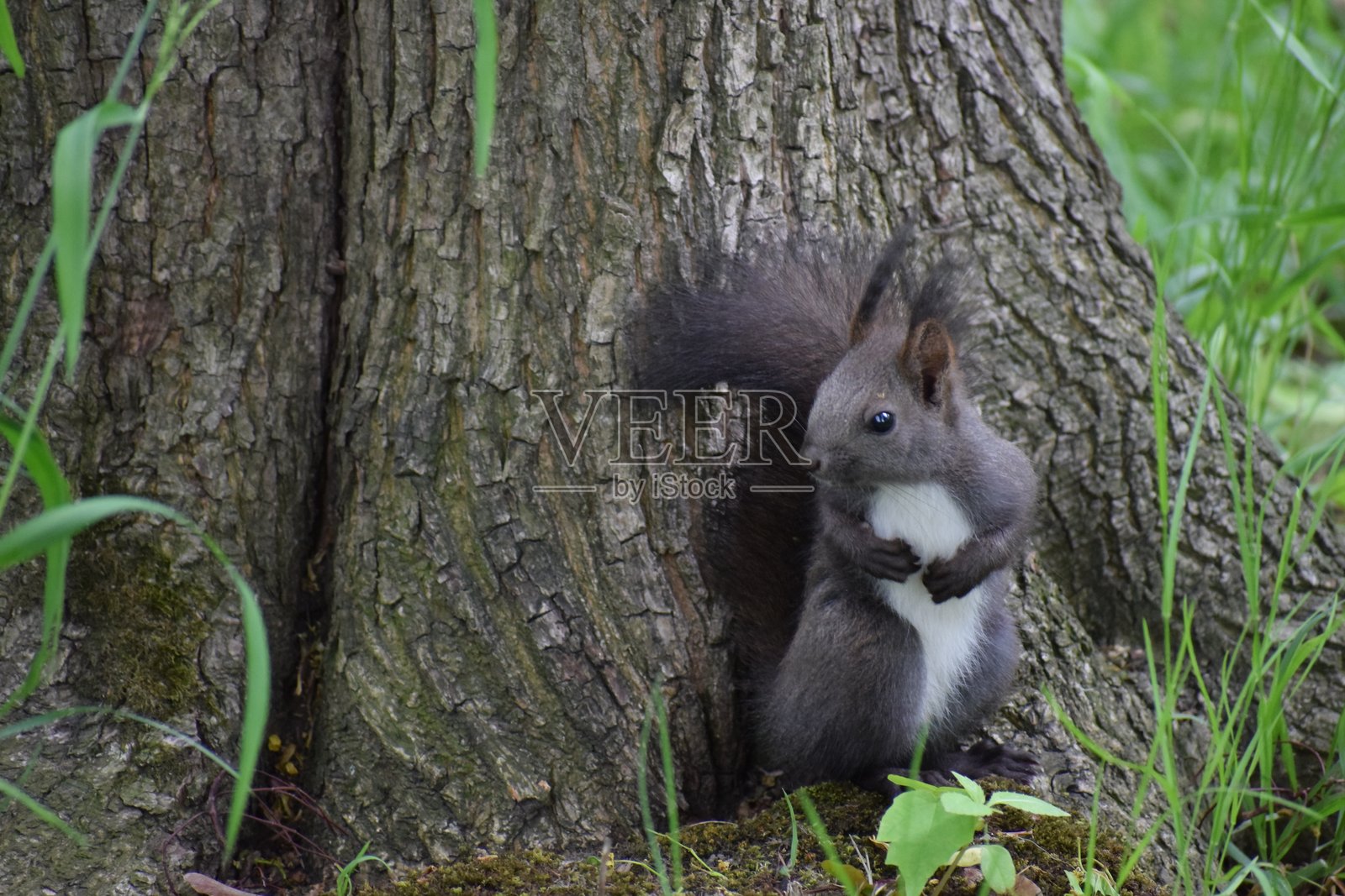 森林环境中的黑松鼠特写照片摄影图片