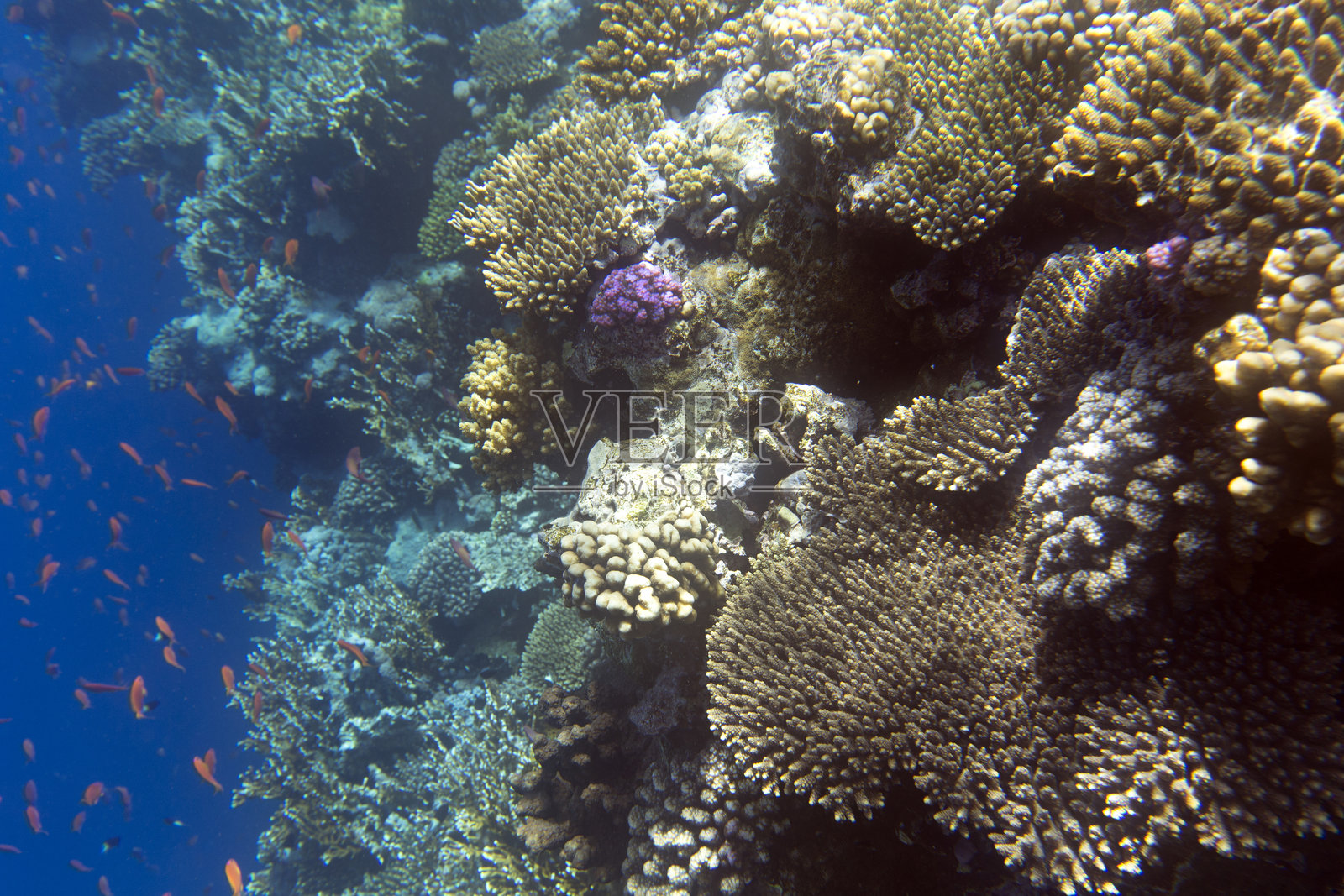 埃及沙姆沙伊赫的珊瑚礁照片照片摄影图片