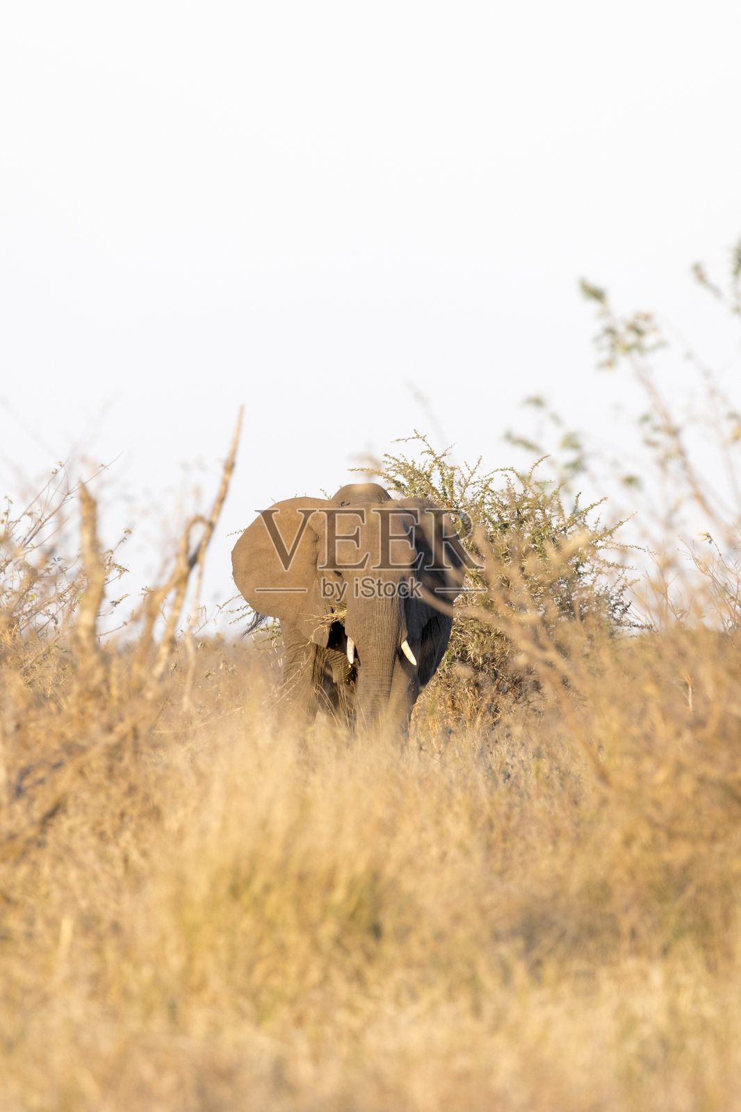 非洲象的特写照片照片摄影图片