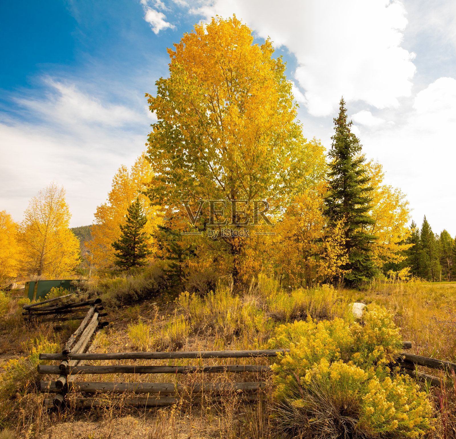 科罗拉多州秋叶白杨树照片摄影图片