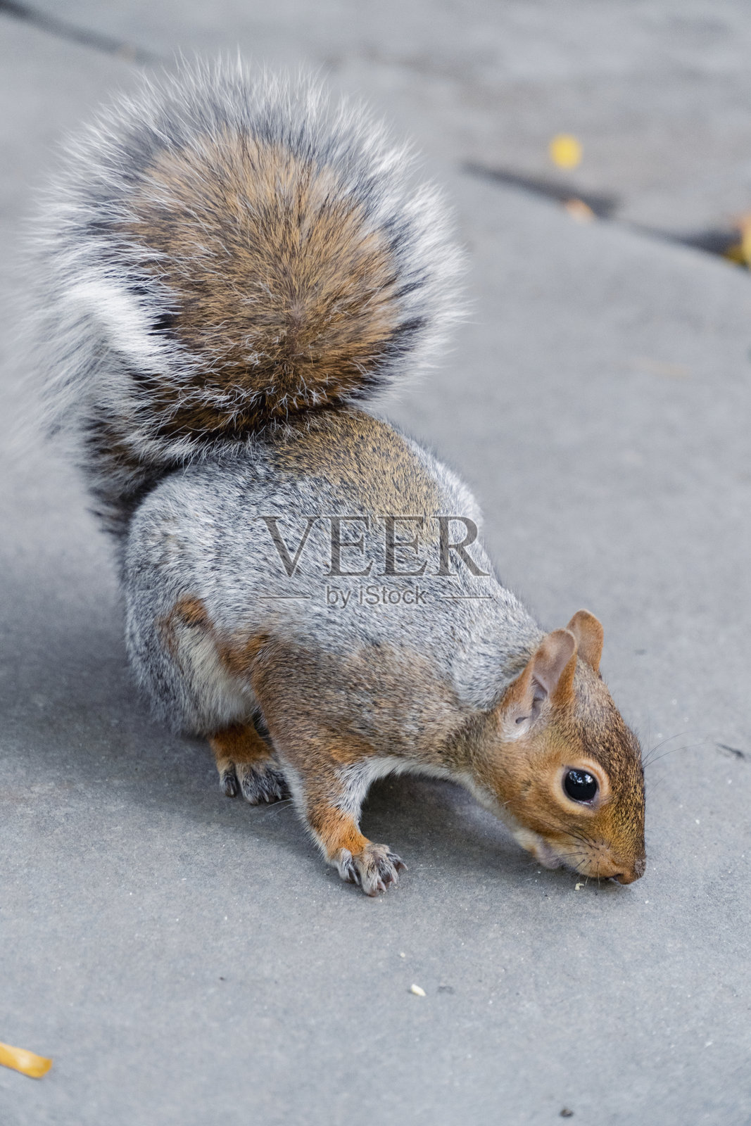 纽约中央公园小径上进食的东部灰松鼠照片摄影图片