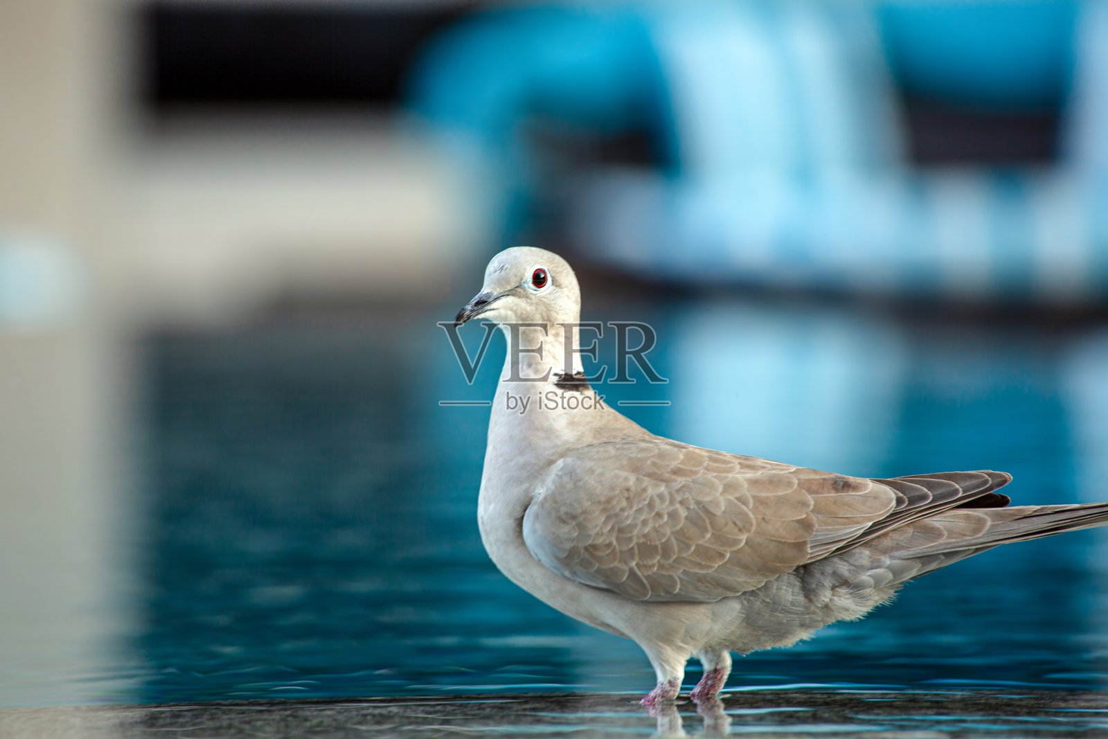迪拜,笑翠鸟在水池边饮水照片摄影图片