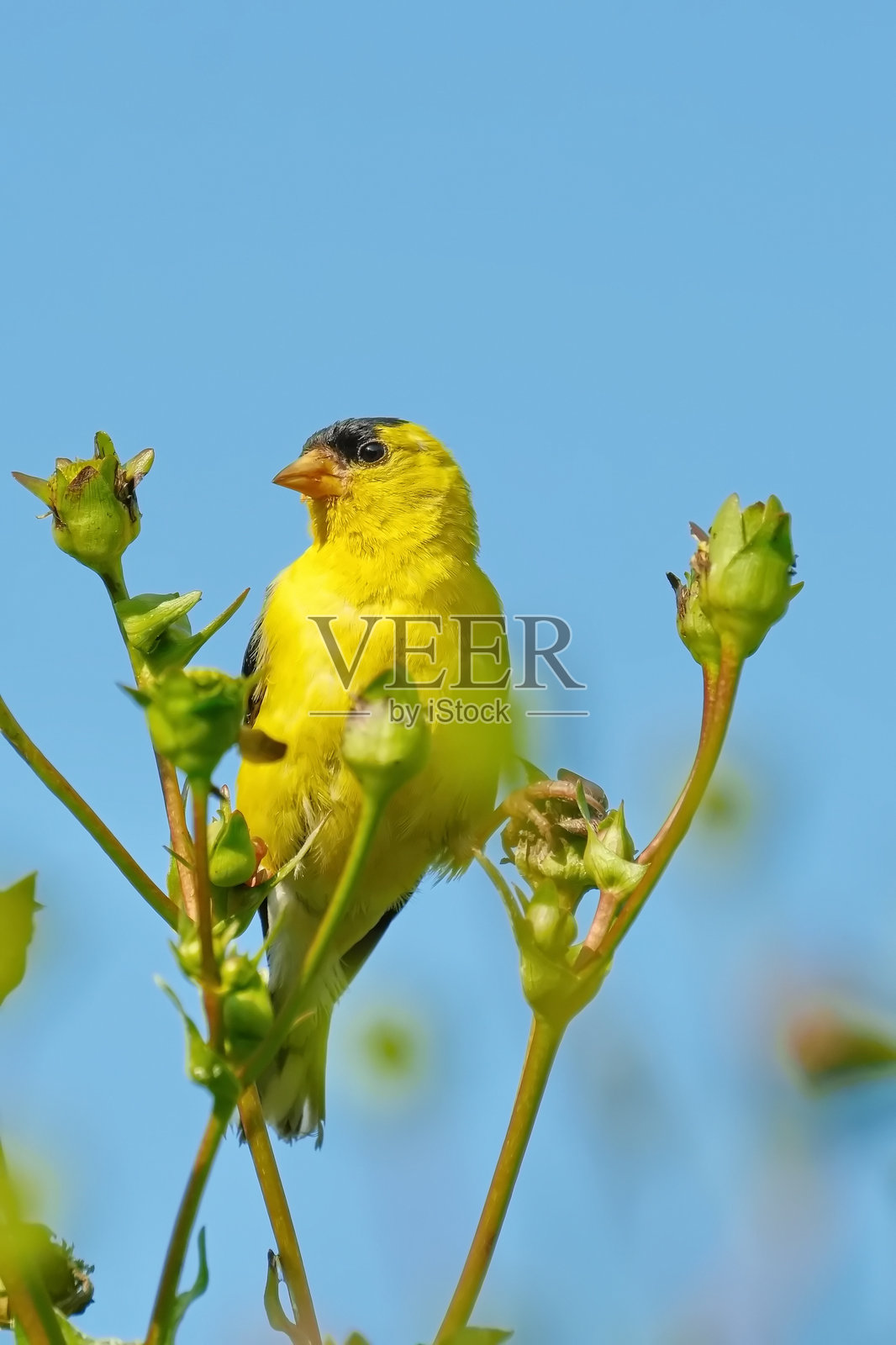 金翅雀照片摄影图片