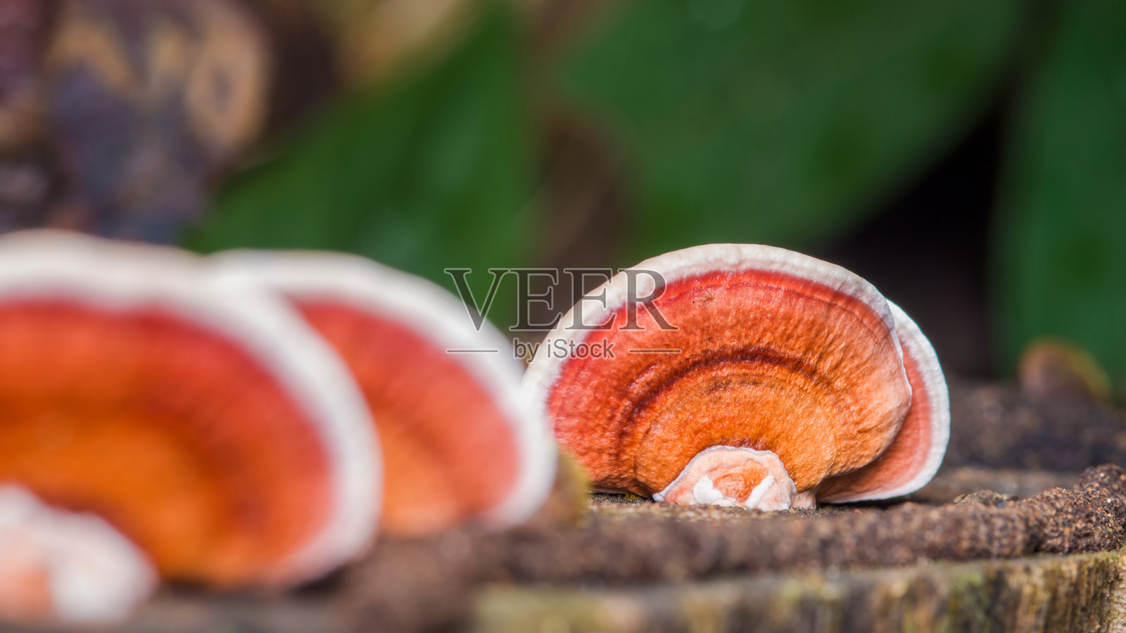 森林中长在枯树桩上的灵芝蘑菇照片摄影图片