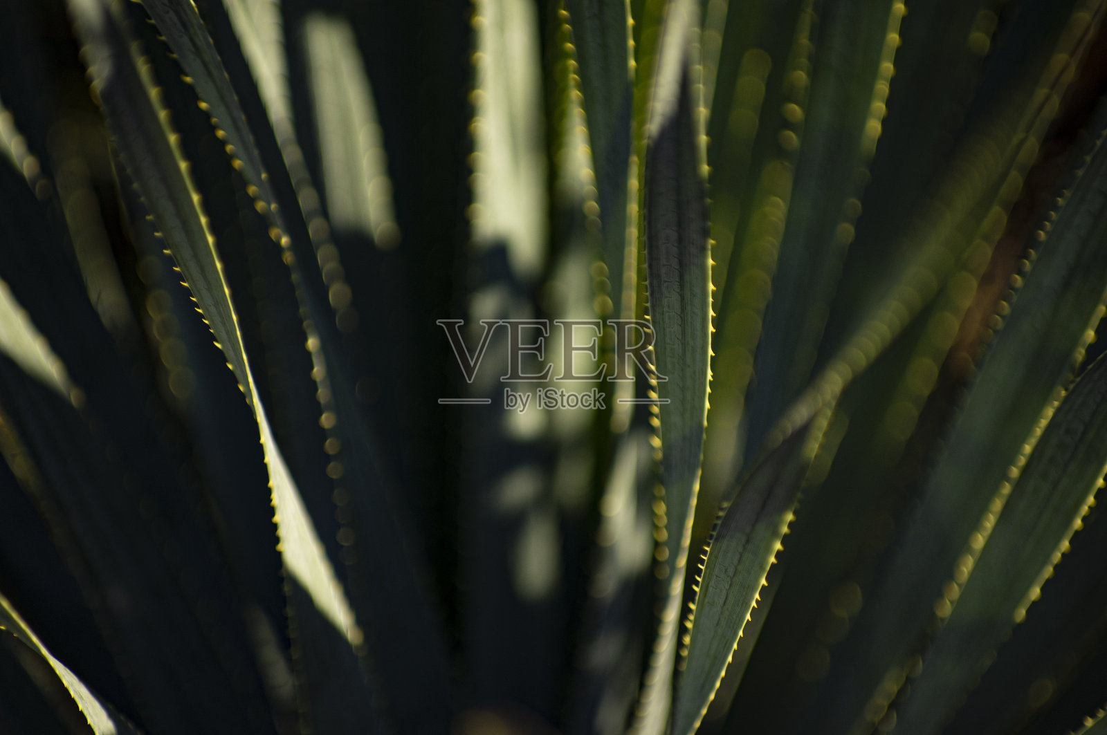 午后阳光下的芦荟照片摄影图片