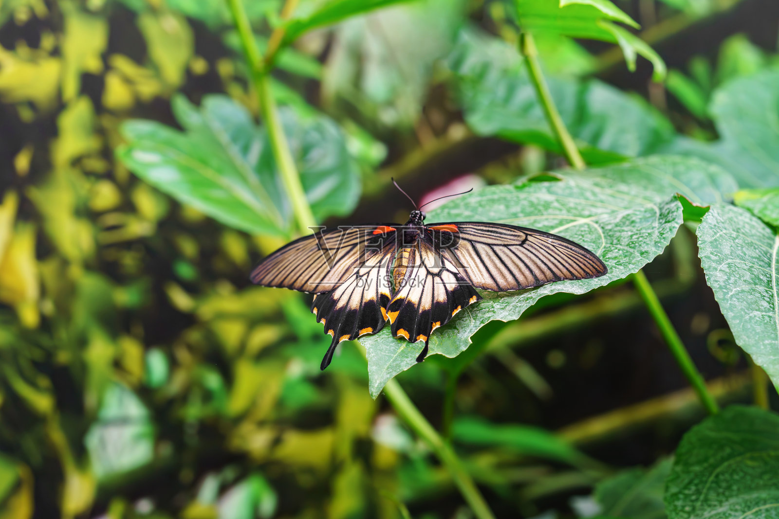 大黄裳凤蝶(Papilio lowii),也称亚洲燕尾蝶,属于凤蝶科,栖息在一片绿叶上。照片摄影图片