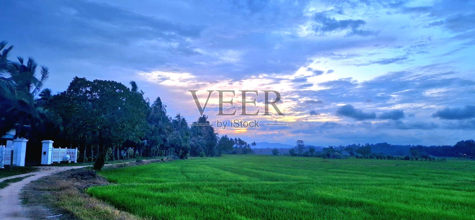 斯里兰卡的绿色自然风光 - 稻田照片摄影图片