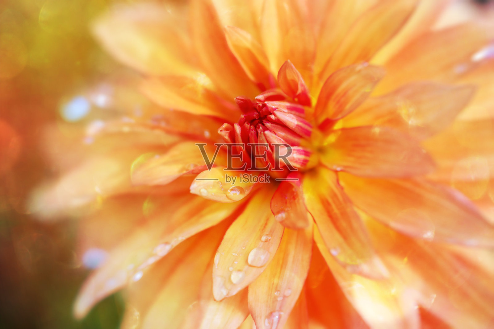 大丽花照片摄影图片