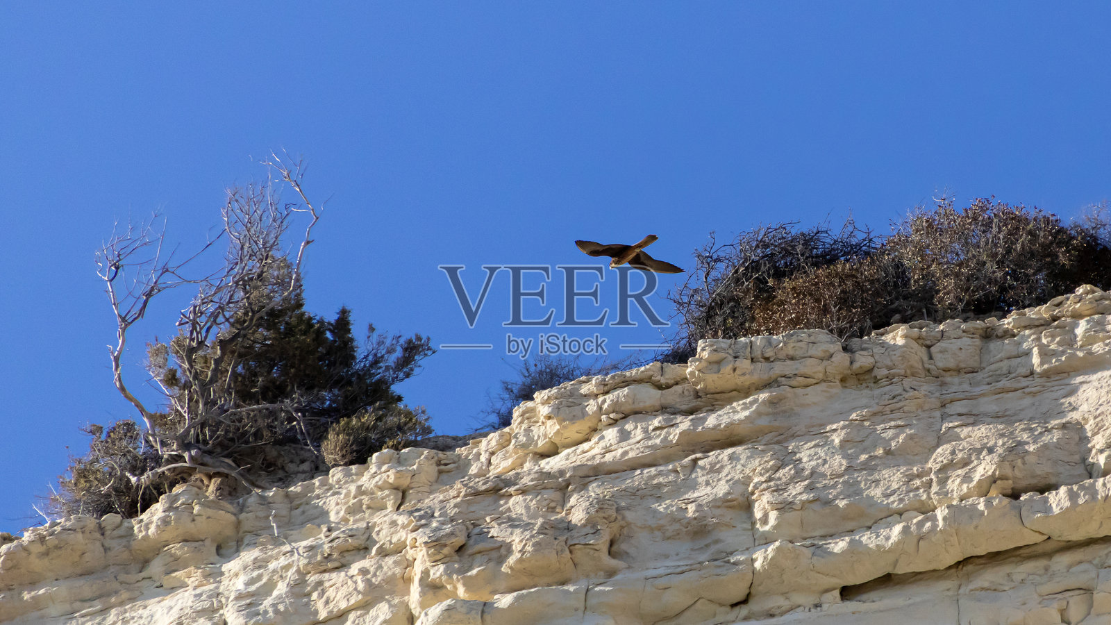 埃氏隼在悬崖上空飞翔照片摄影图片