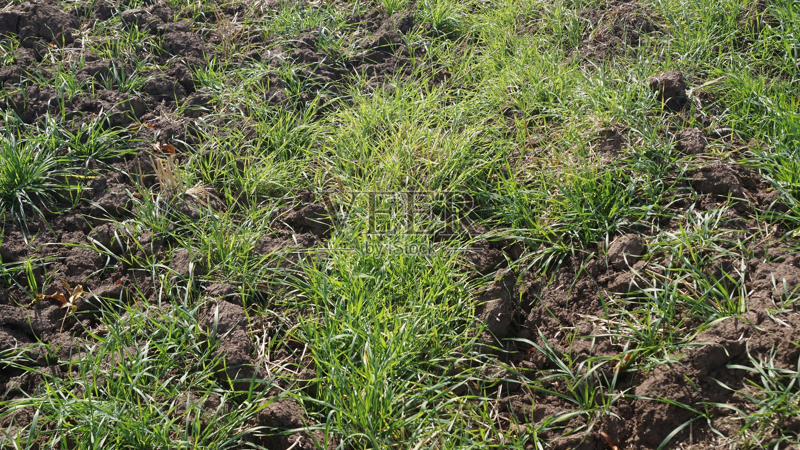 长满青草的田野,地面凹凸不平照片摄影图片