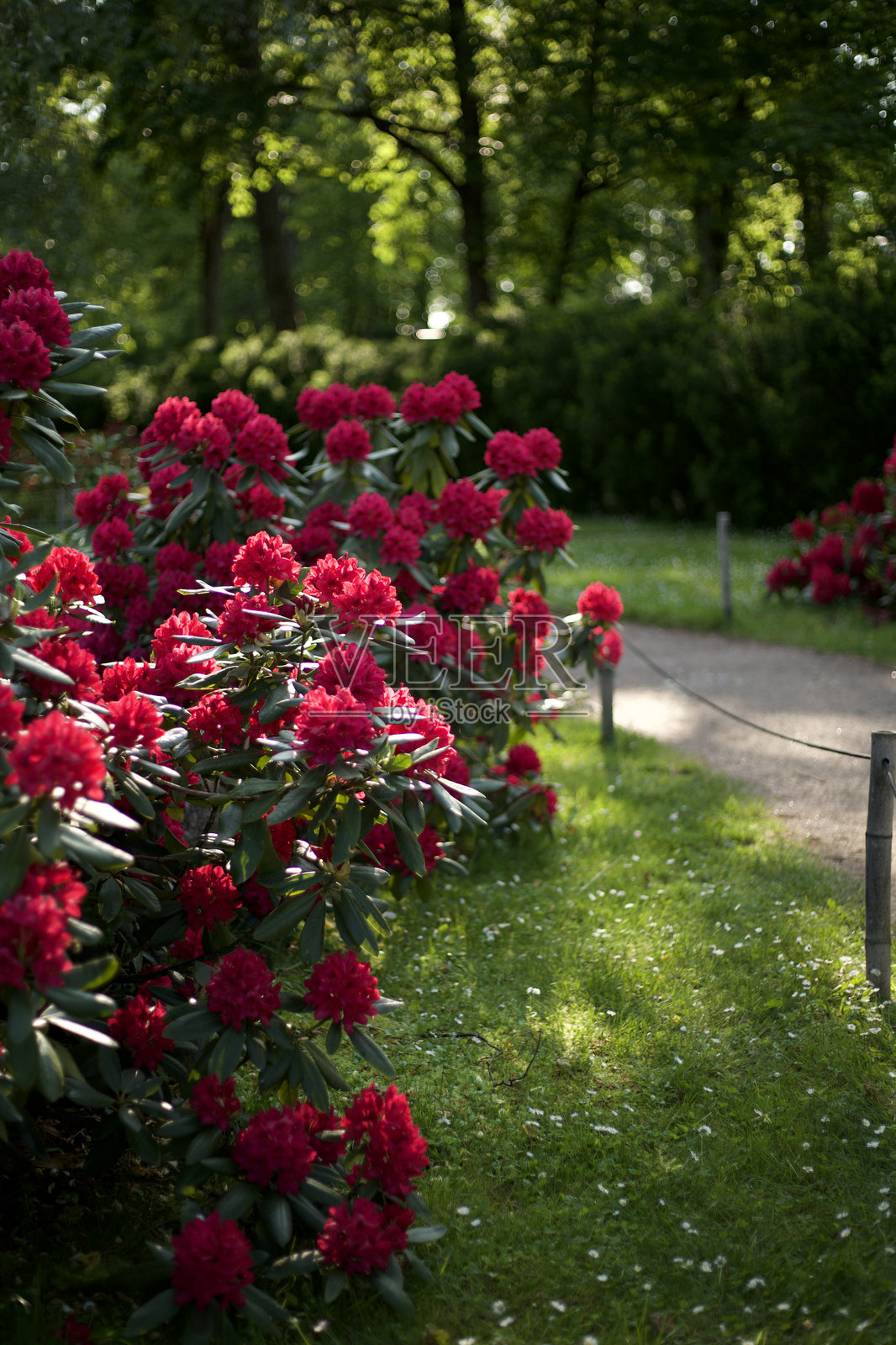 城市公园里的杜鹃花照片摄影图片