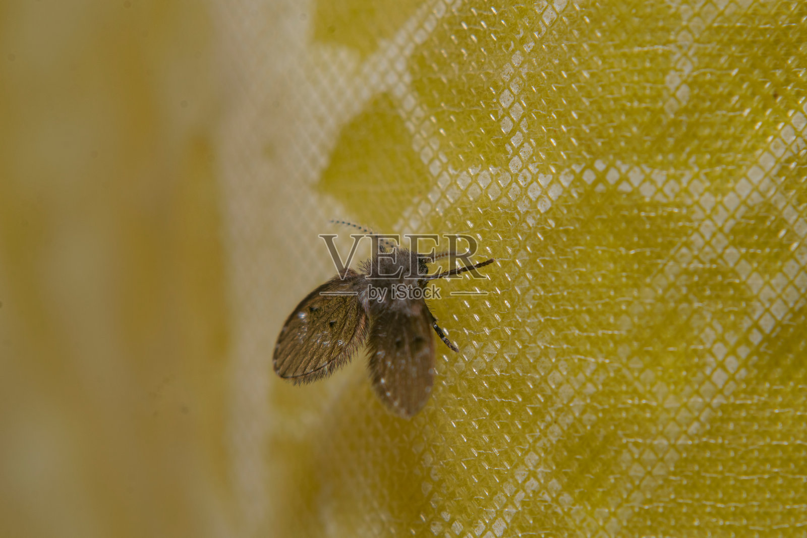 小飞虫停留在浴帘上照片摄影图片