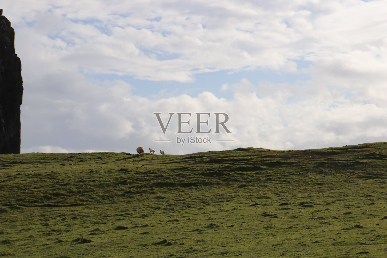 苏格兰绵羊照片摄影图片