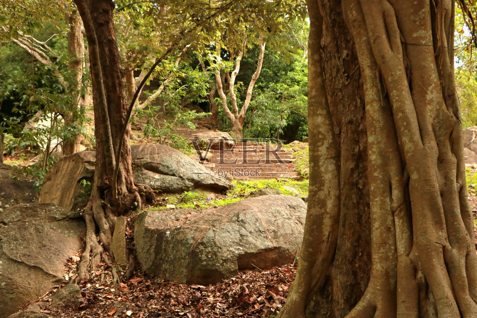 在雨林中照片摄影图片