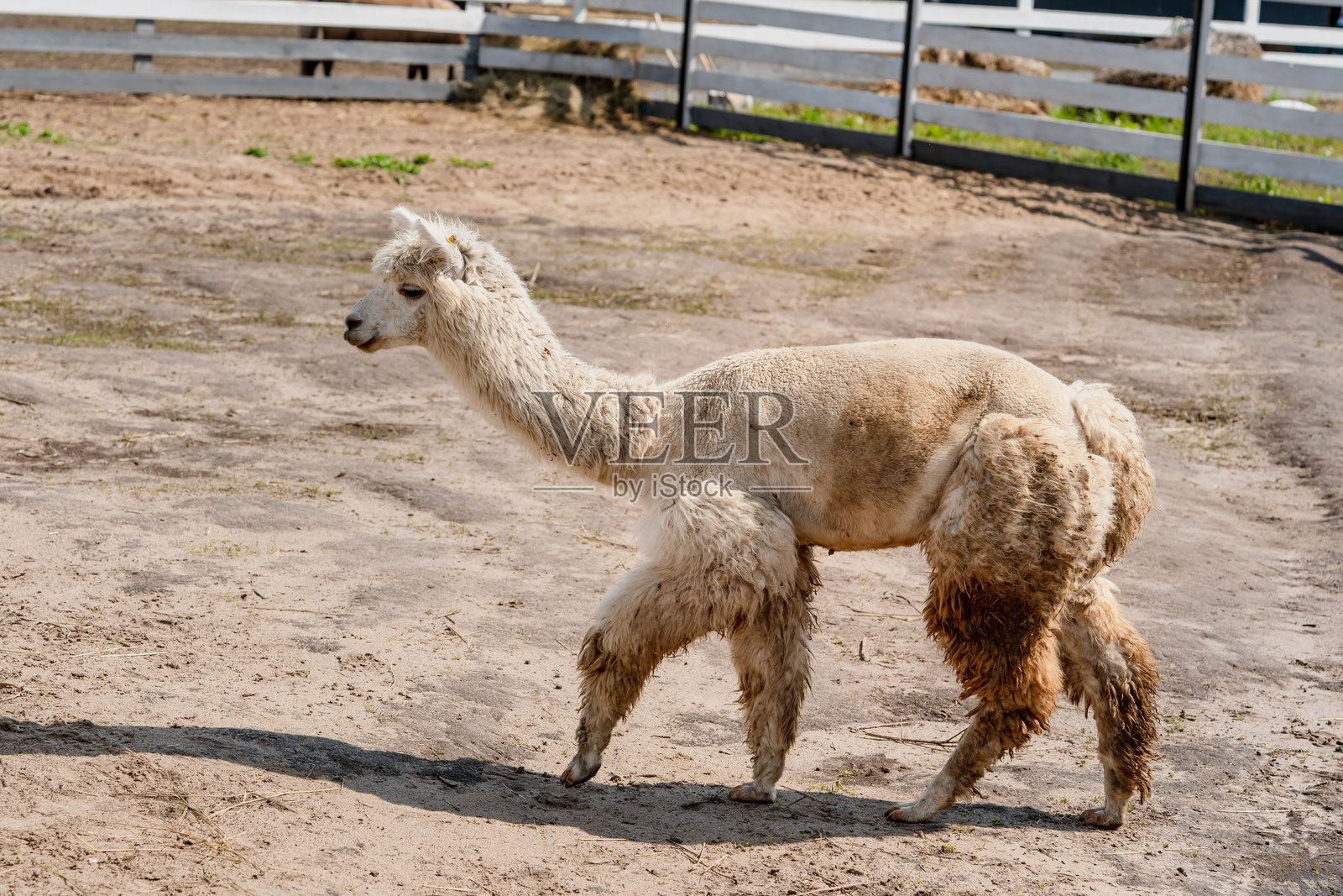 夏季农场围栏里毛茸茸的羊驼照片摄影图片