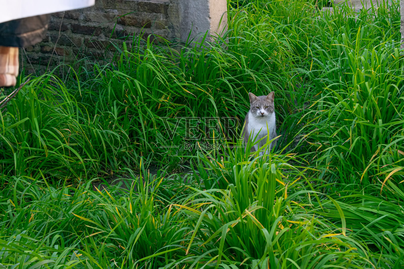 家猫在绿色的院子里休息照片摄影图片