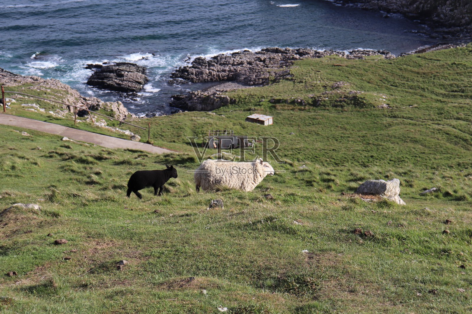 苏格兰绵羊照片摄影图片