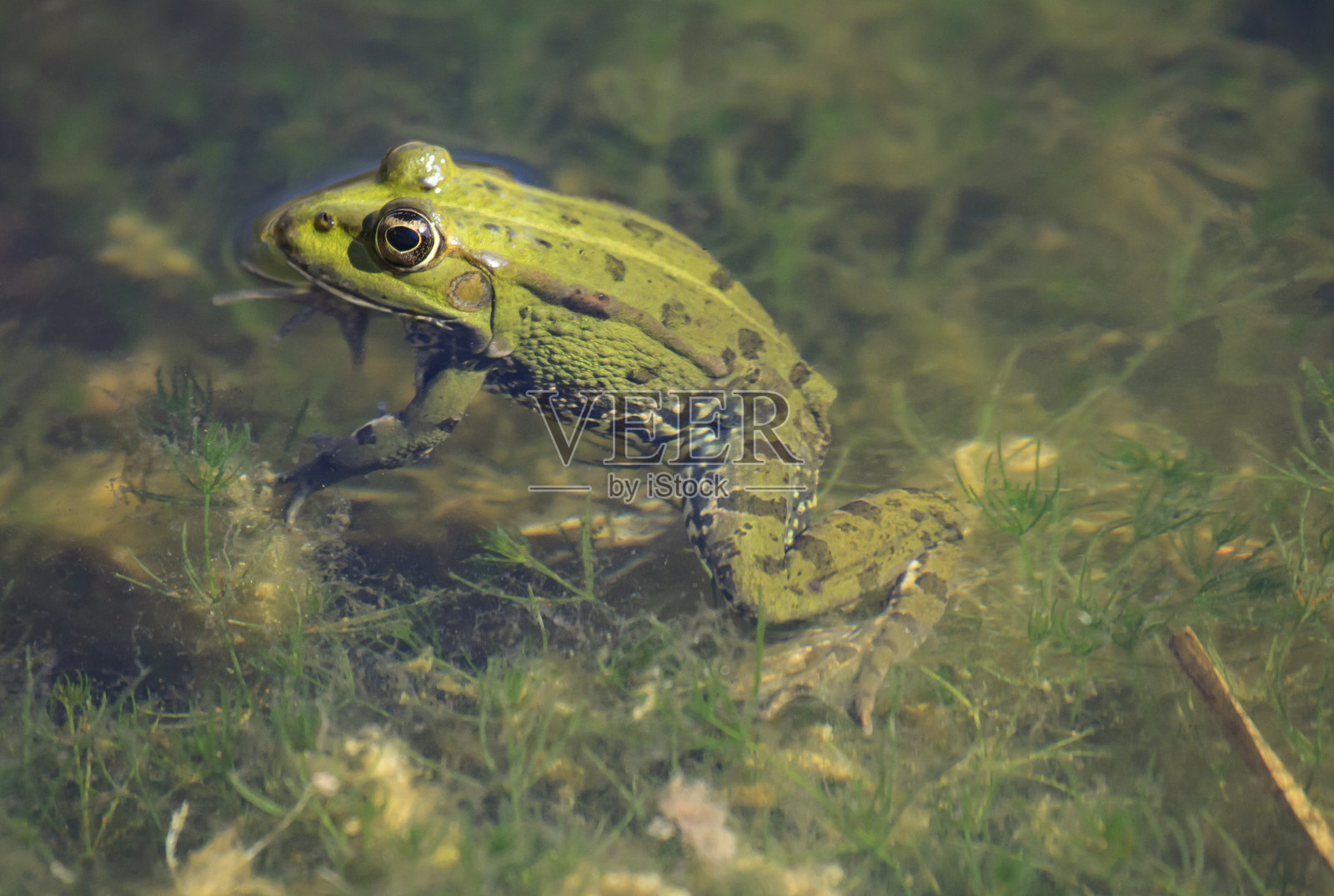 佩雷兹蛙(Pelophylax perezi)照片摄影图片