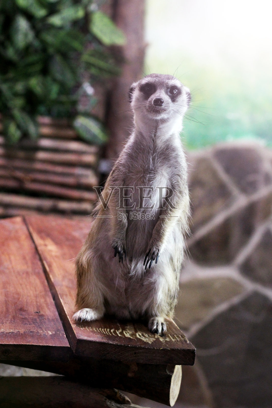 一只滑稽的猫鼬对着镜头摆姿势。照片摄影图片