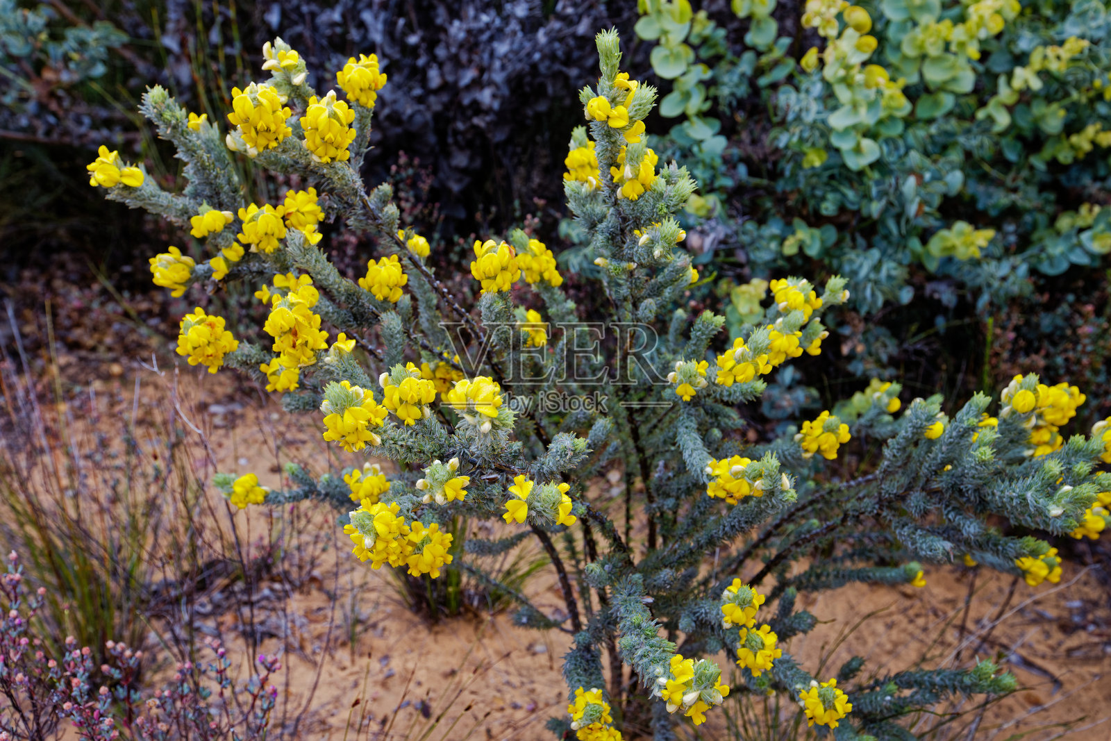 南非西开普省比杜瓦山谷美丽的菲因博斯植物和花卉。照片摄影图片