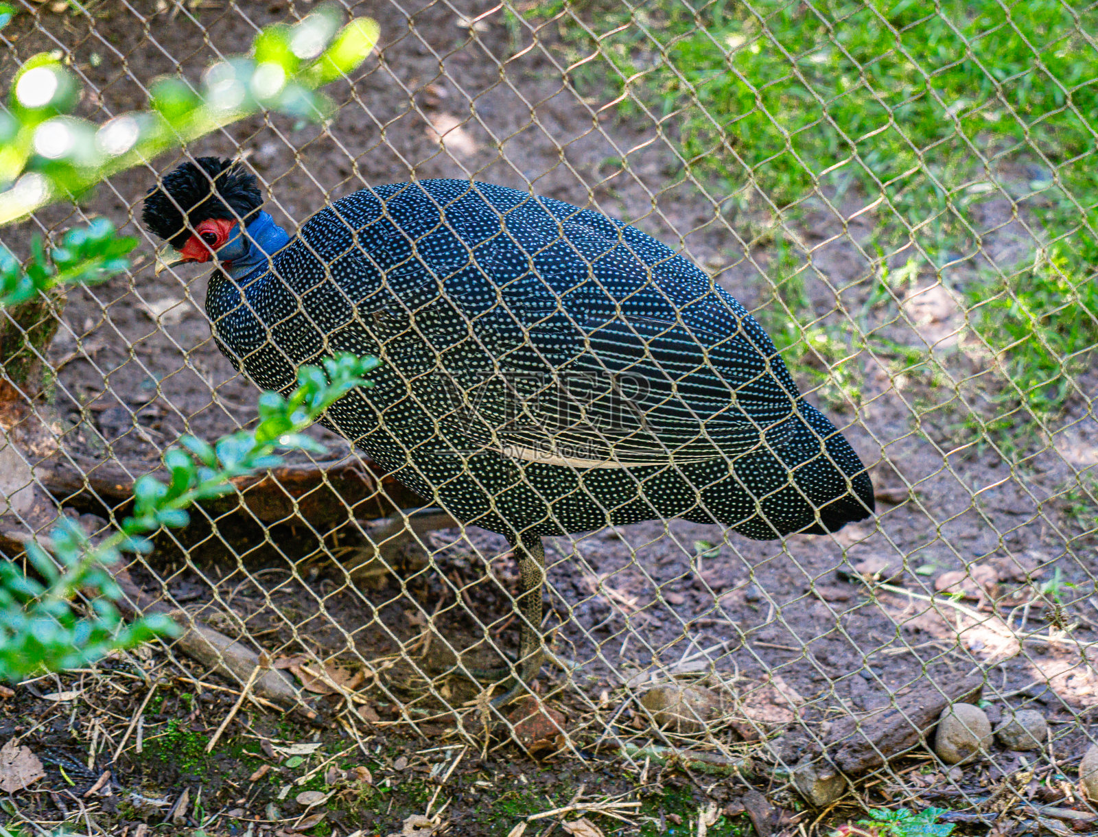 西雅图动物园的斑点鸟 2照片摄影图片