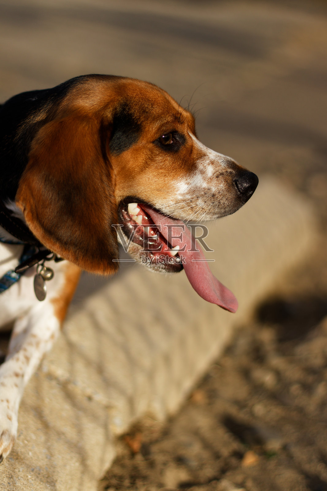 阳光下,一只快乐的米格鲁犬半侧着头,吐着舌头,享受着日光浴,特写镜头。照片摄影图片