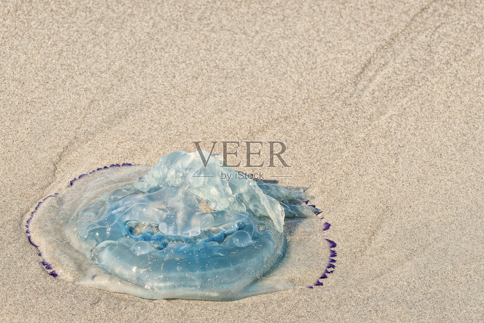 沙滩上装饰着一种温和的海洋生物照片摄影图片