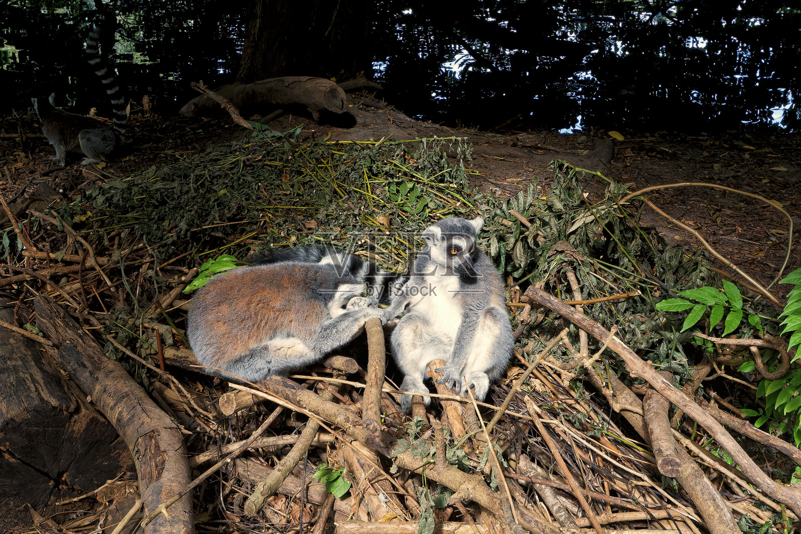 两只环尾狐猴在热带雨林的树枝和叶子间休息,营造出生机勃勃的野生动物、自然和谐的景象。照片摄影图片