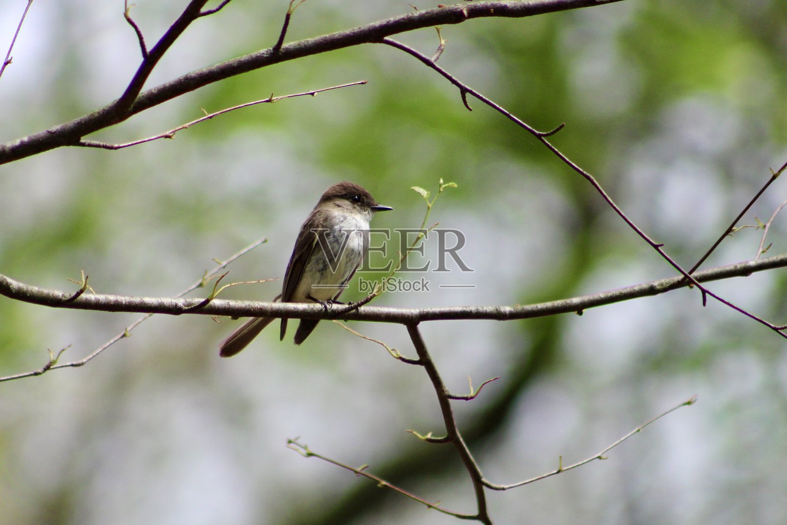 东方黑鸲照片摄影图片