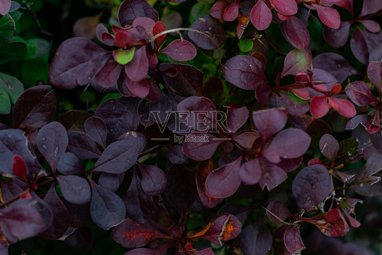 欧洲小檗的勃艮第叶背景照片摄影图片