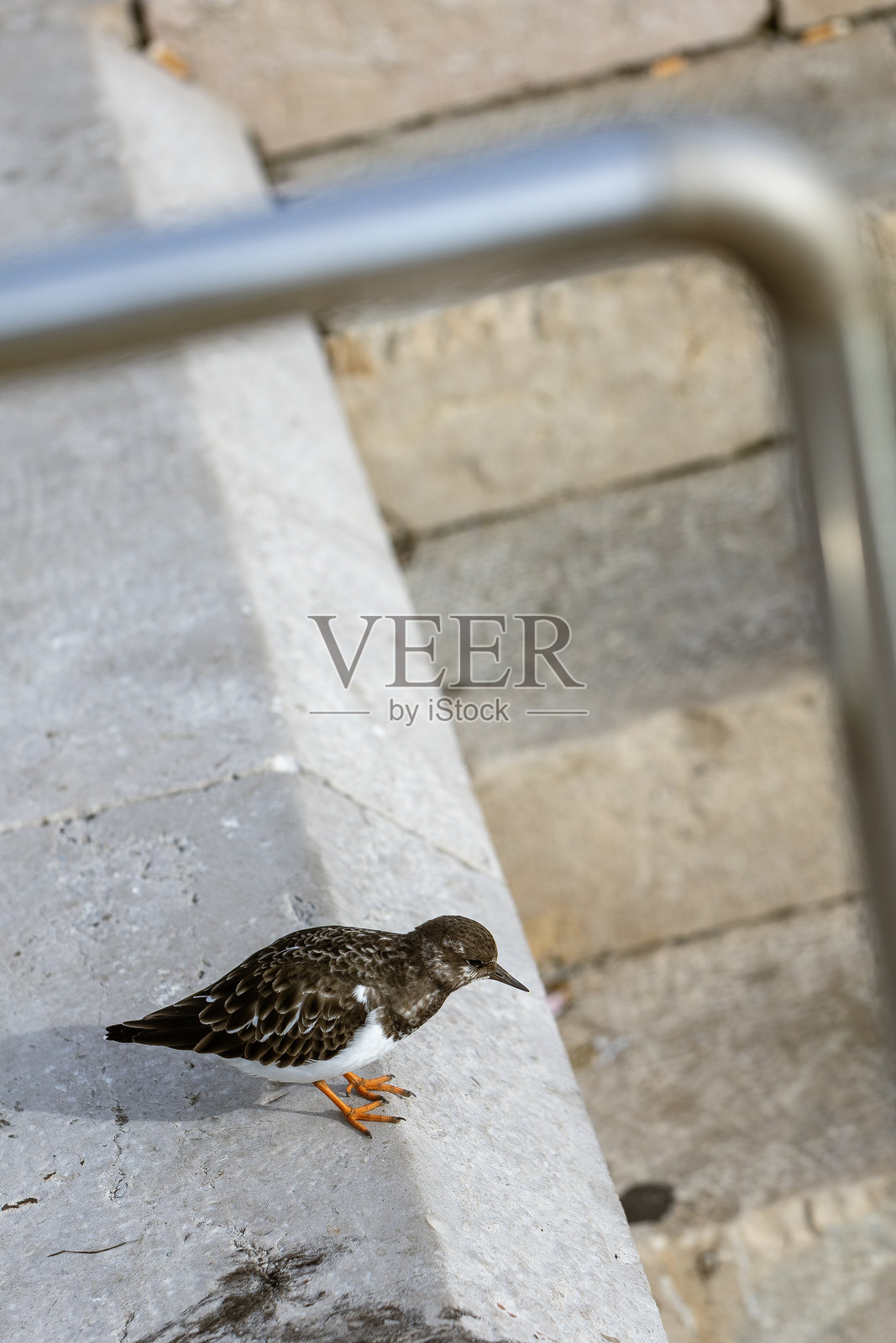 一只石龙喜(Arenaria interpres),一种腿部橙色的矮胖涉禽,正站在海滨长廊的石阶上。这是一种常见的冬季羽毛的滨鸟。照片摄影图片