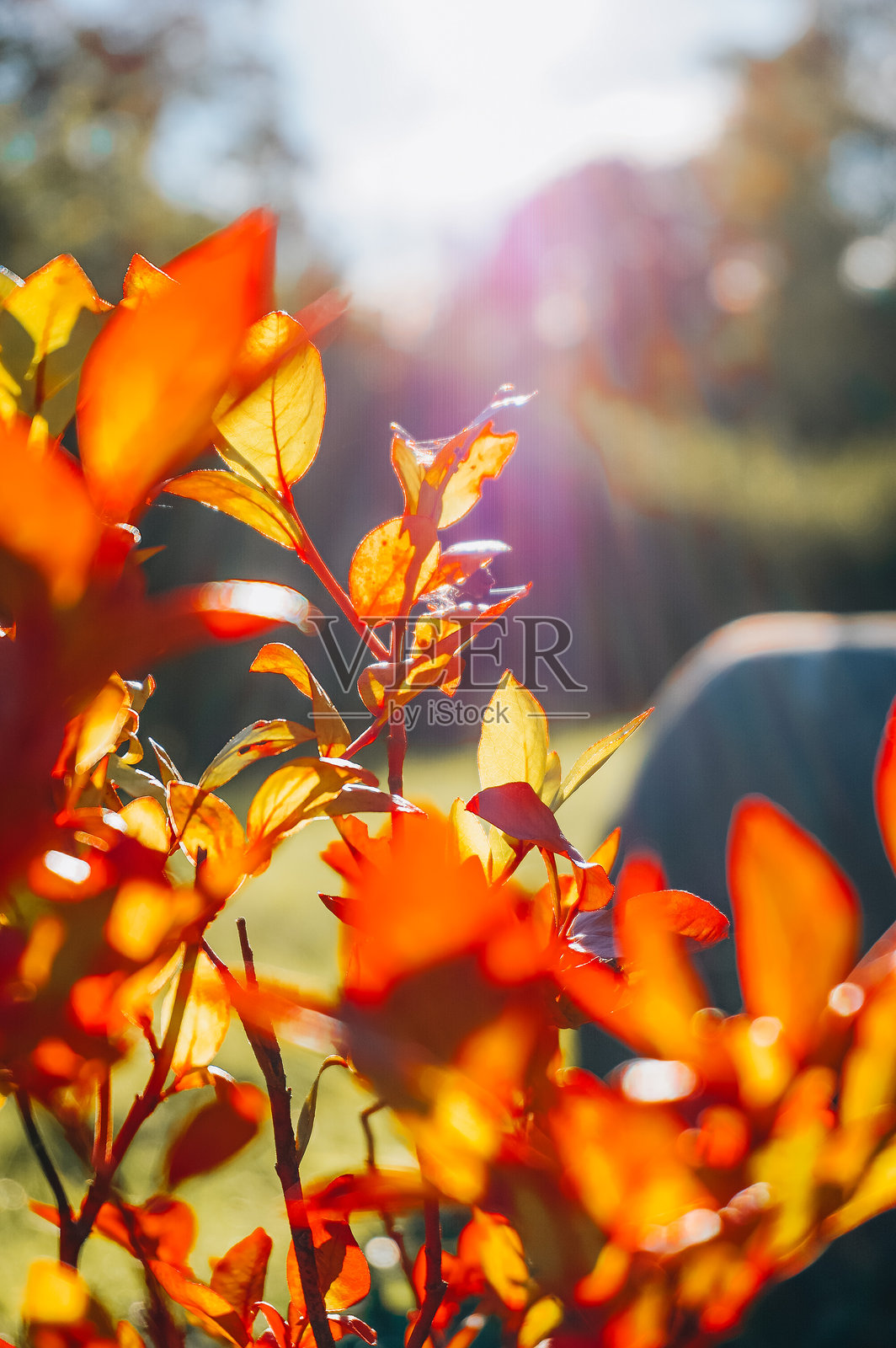 秋天的叶子照片摄影图片