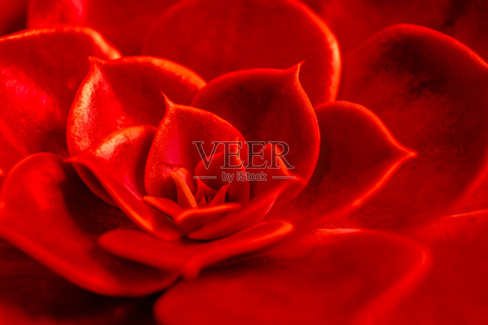 多肉植物仙人掌。鲜红色的吉娃娃(鬼 Echeveria),俗称鬼娃娃。分形多肉植物叶片绽放。对称莲座状图案和光滑的细节,背景,特写照片摄影图片