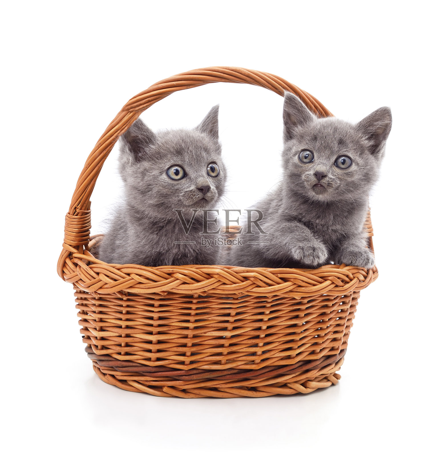 篮子里的猫咪。照片摄影图片