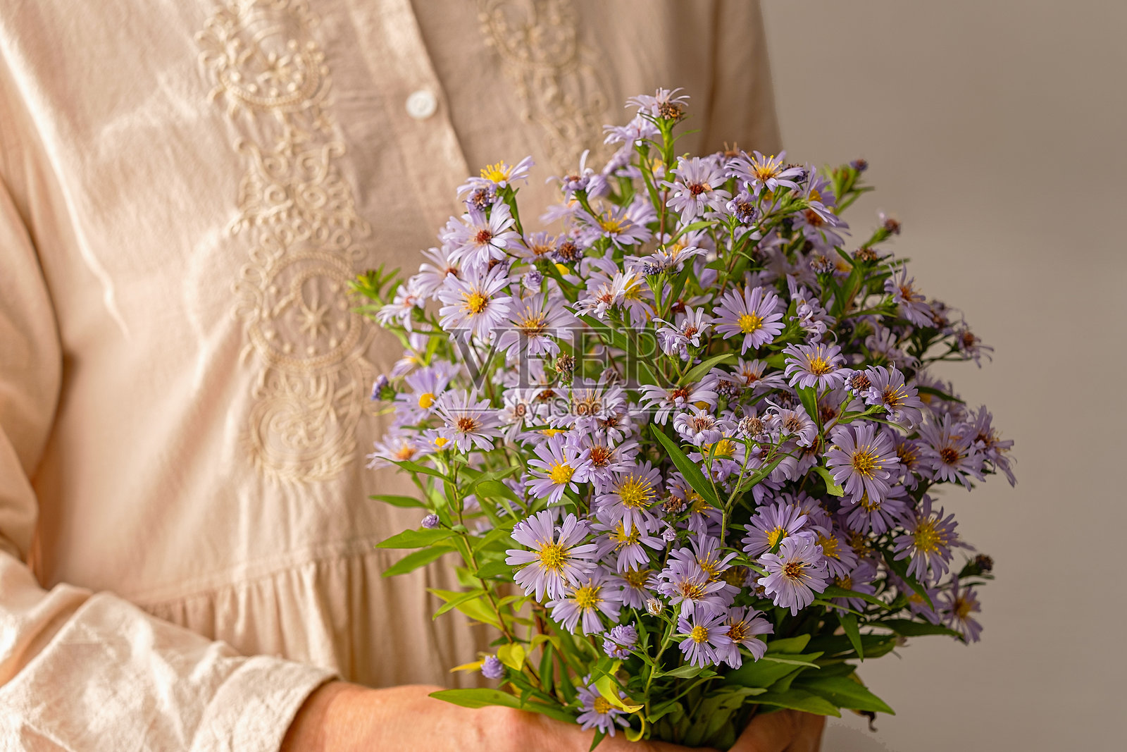 一位女士手持紫色紫菀花束。照片摄影图片