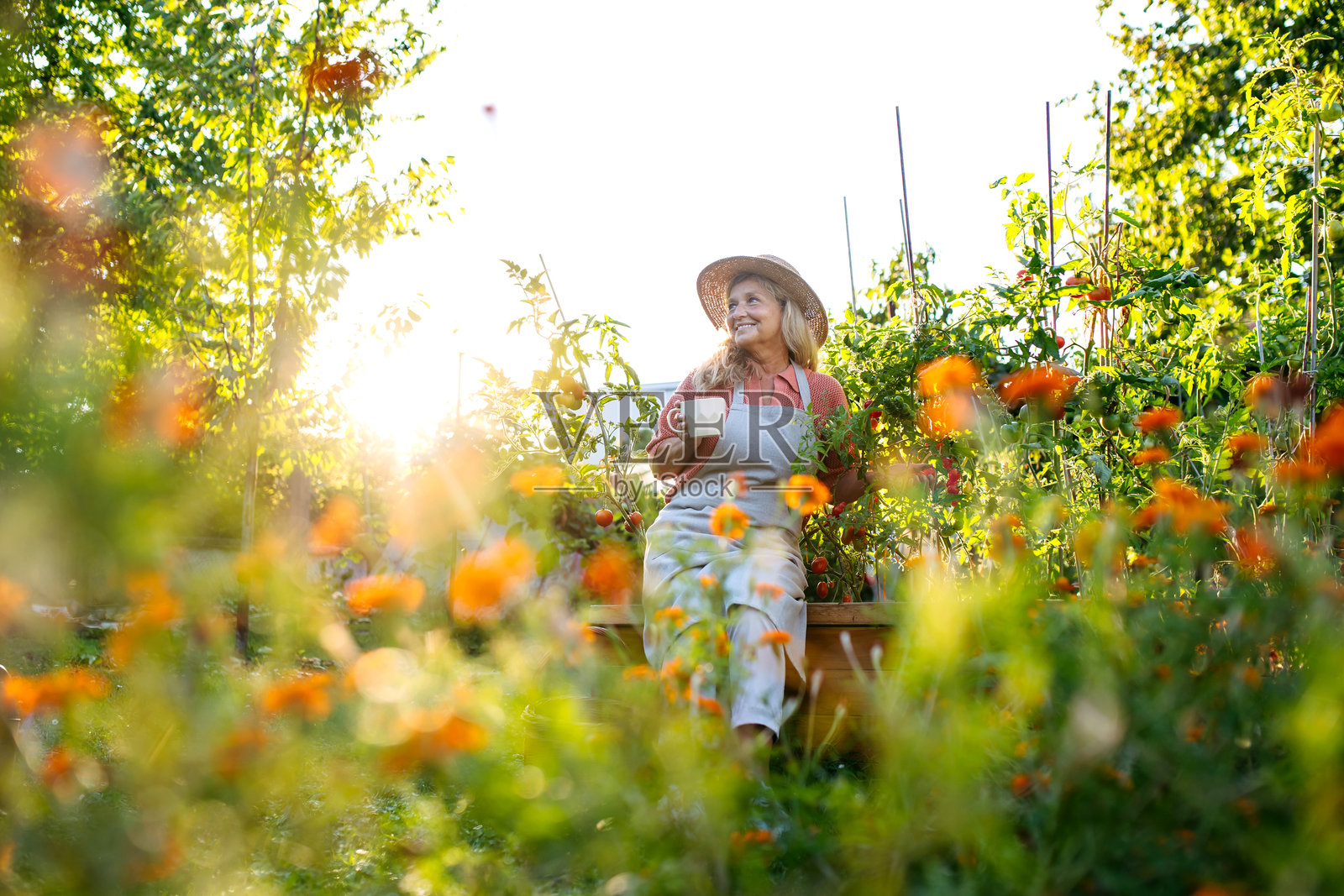一位年长的女农夫在花园里,在花丛中休息,喝着一杯花草茶。照片摄影图片