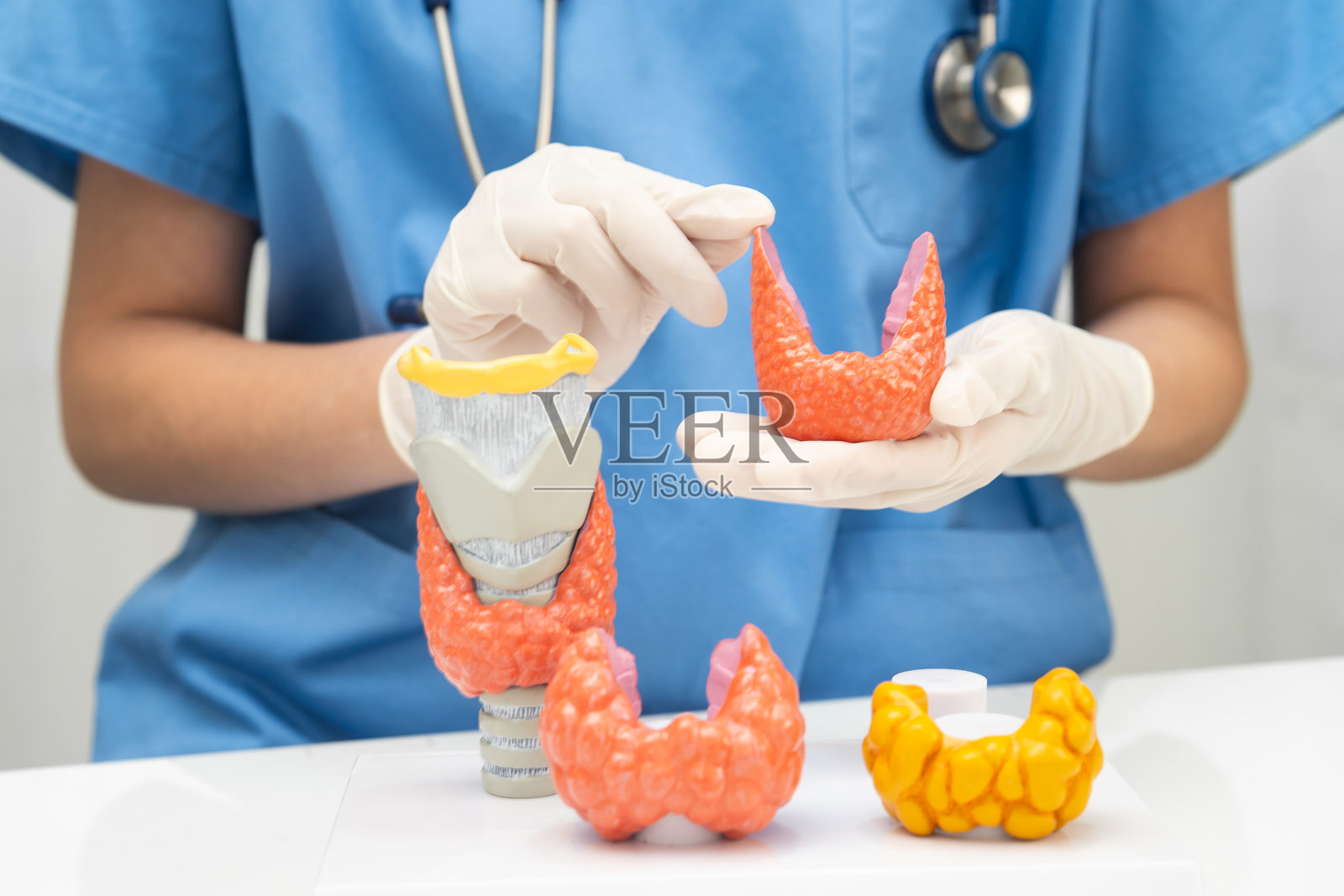 亚洲医生在医院展示甲状腺解剖模型,涉及甲状腺功能亢进、甲状腺功能亢进和甲状腺淋巴瘤。照片摄影图片