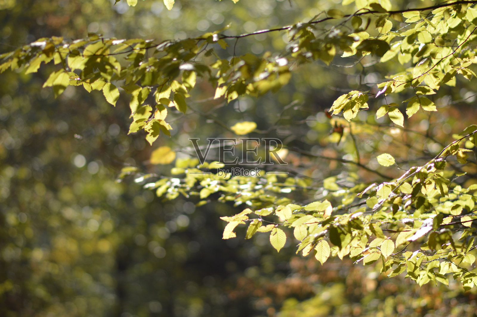 秋天森林中,树枝上挂满了五彩缤纷的落叶。照片摄影图片