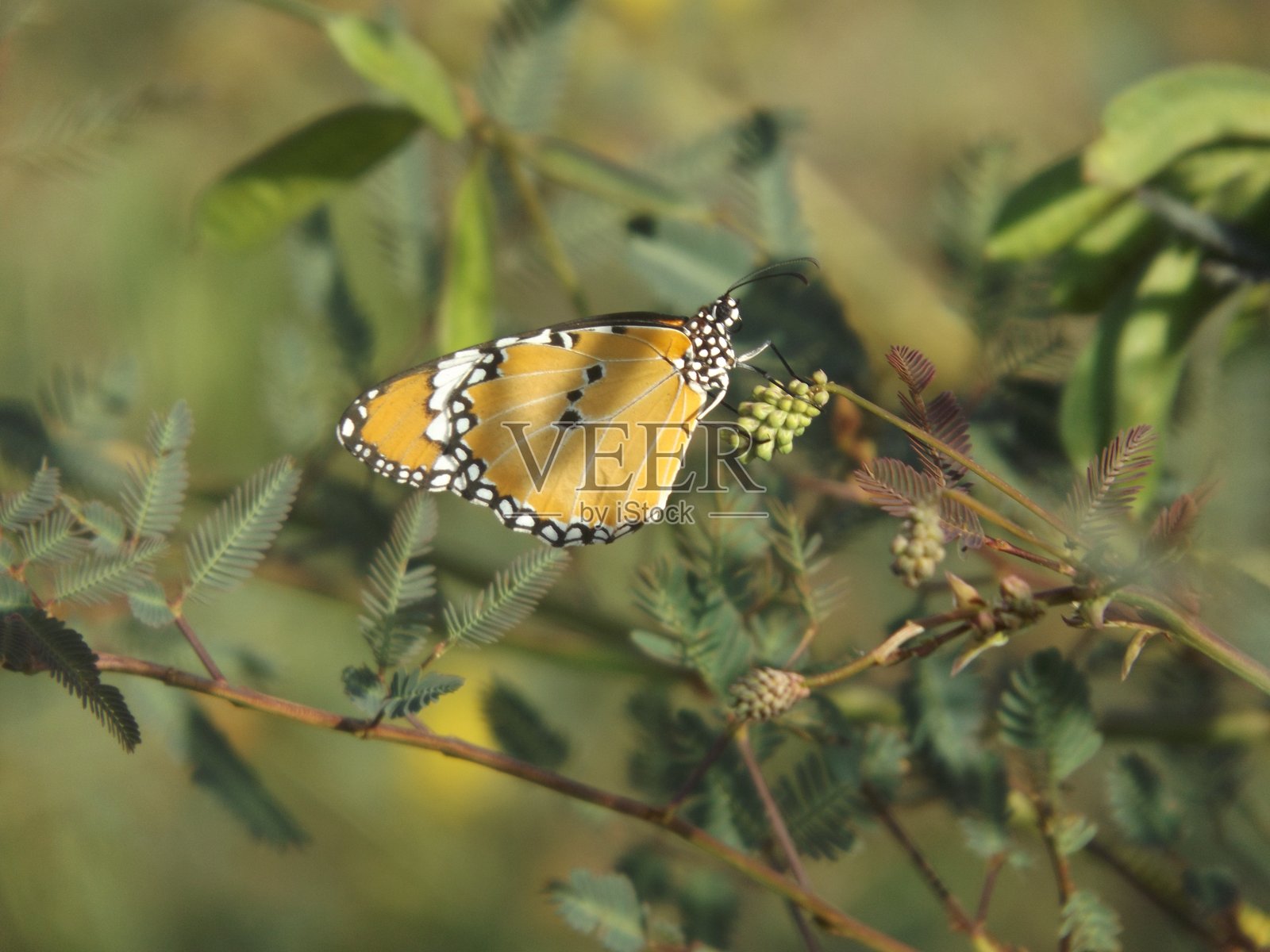 一只蝴蝶正在吸食花蜜。照片摄影图片