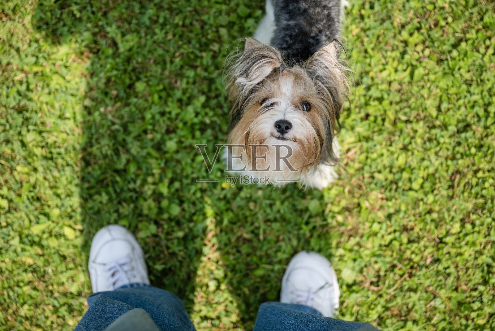 约克夏梗犬看着主人照片摄影图片