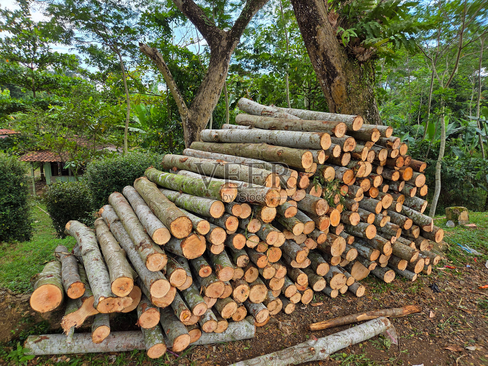 户外森林区域,地面上整齐堆放着新鲜砍伐的树木原木,背景为绿树和自然风光。照片摄影图片