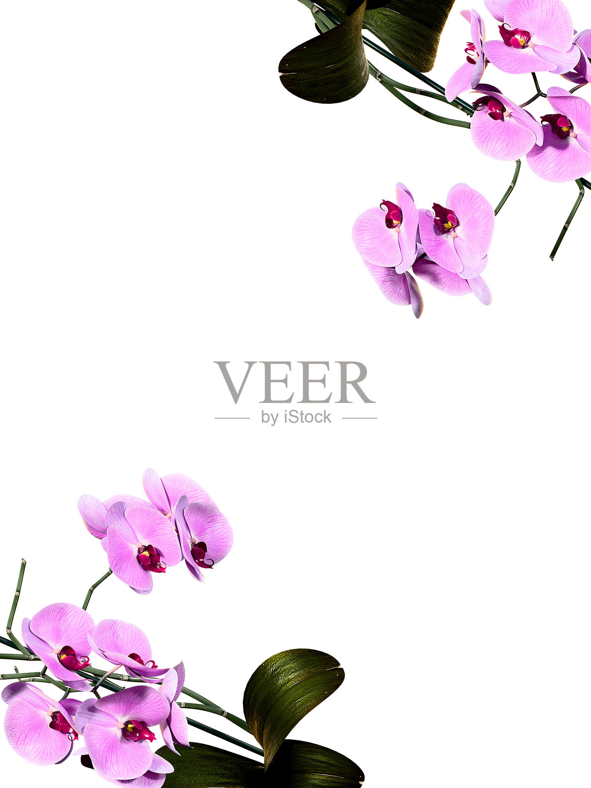 绿色植物火焰边框三维渲染照片摄影图片