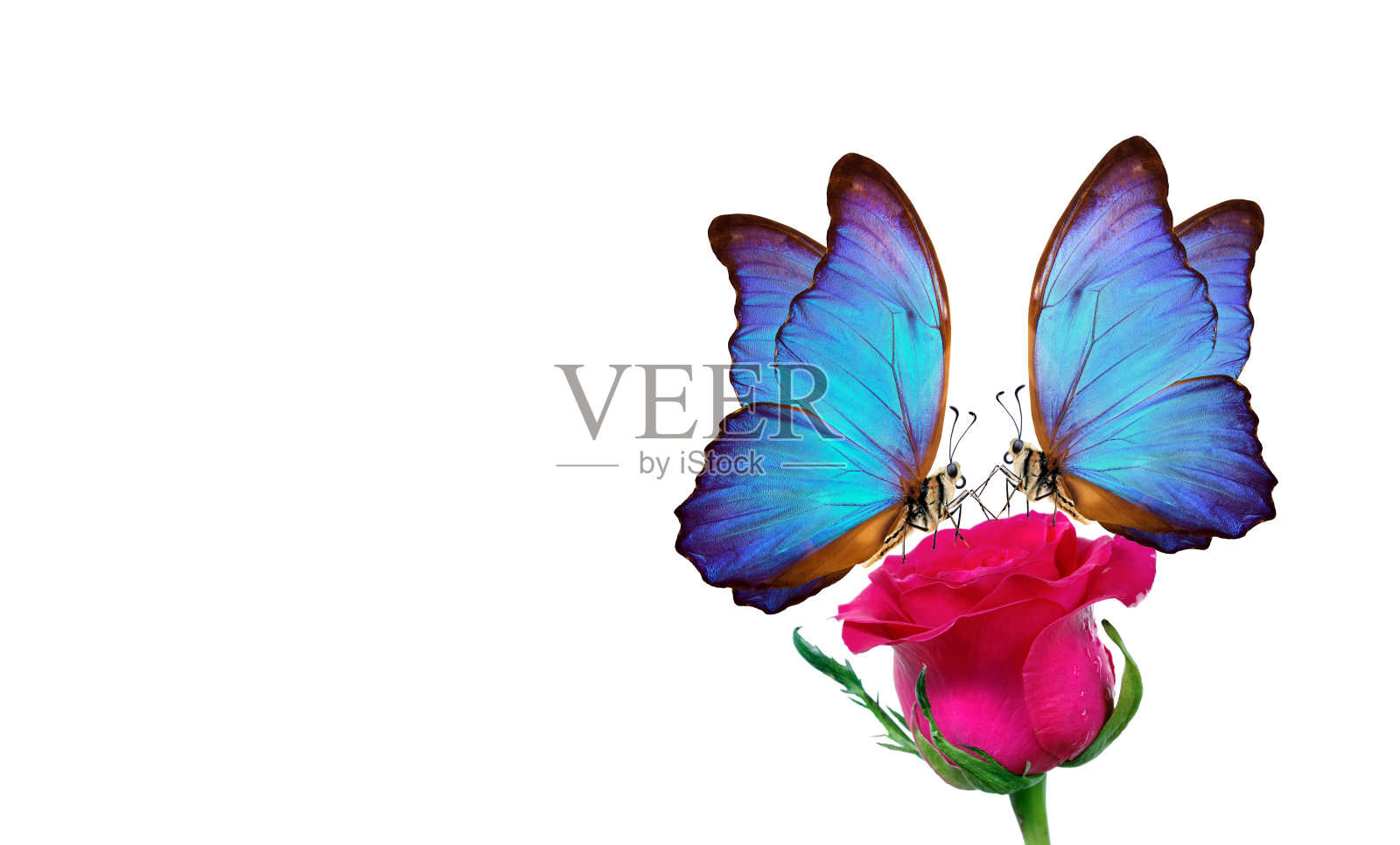 白色背景下停留在玫瑰上的闪蝶,红玫瑰与亮丽的蝴蝶特写,花蕾上的水珠,贺卡装饰,留白。照片摄影图片