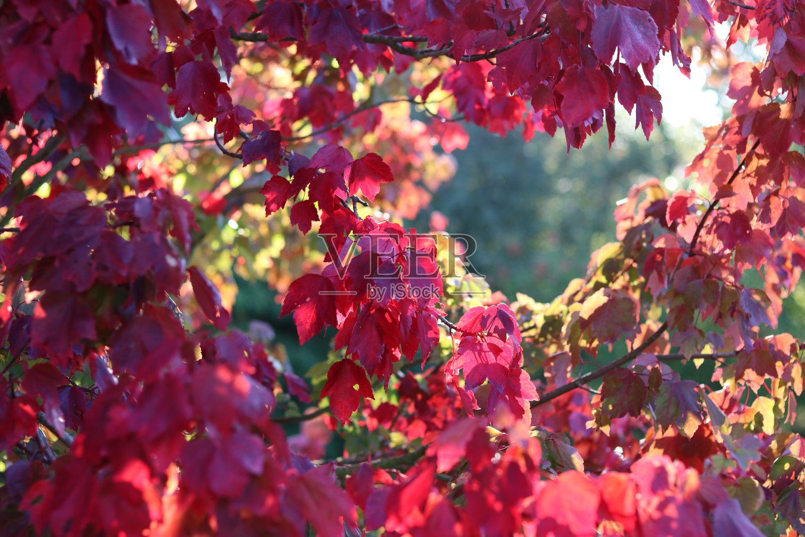 红枫树上的红叶照片摄影图片