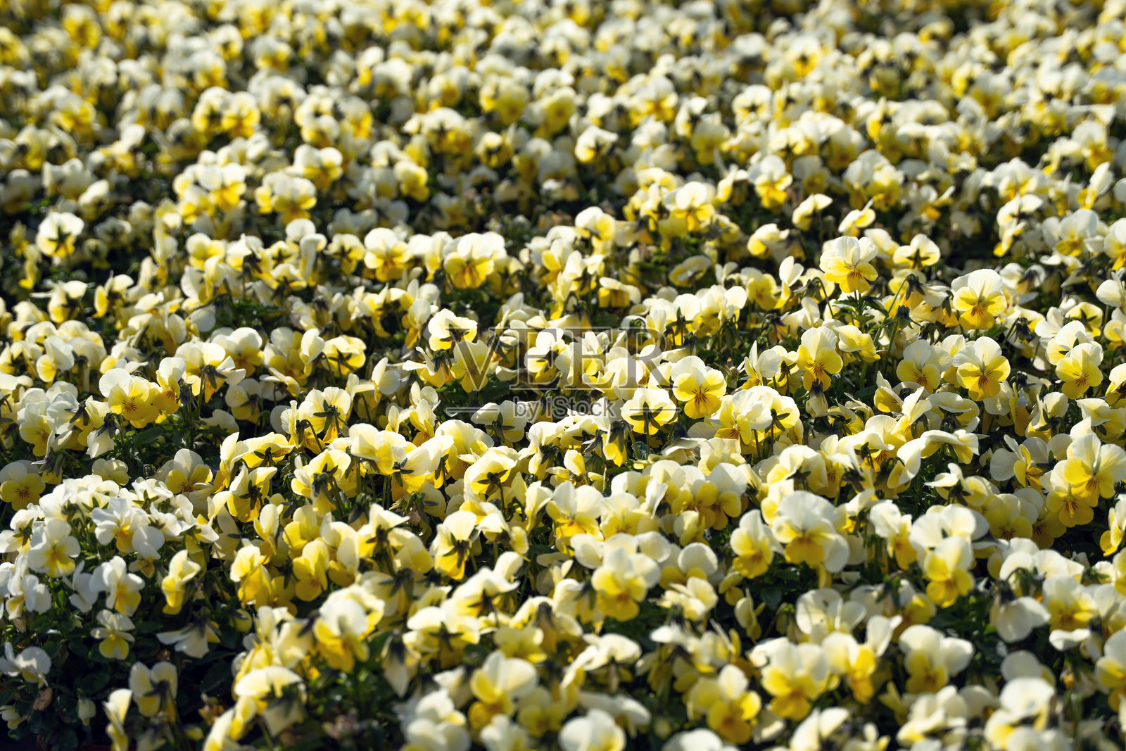 在广阔的田野里盛开的黄色和白色花瓣的三色堇花,如同五彩地毯,适合季节性园艺和装饰性景观美化。照片摄影图片