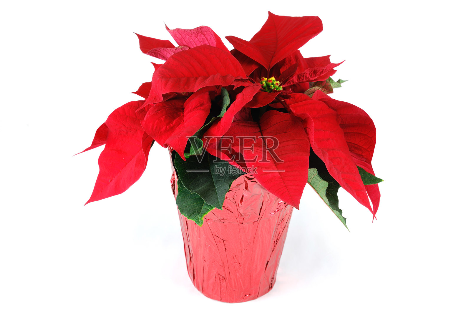 白色背景下孤立的一品红花特写照片摄影图片