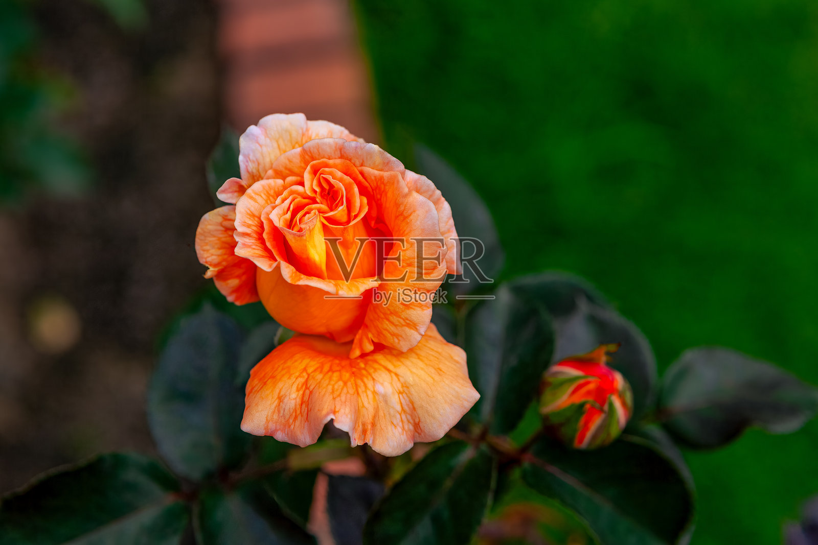 哥伦比亚波哥大——花园里盛开的美丽橙色玫瑰和花蕾。照片摄影图片